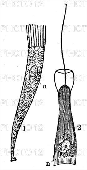 The cells of eukaryotes and prokaryotes.