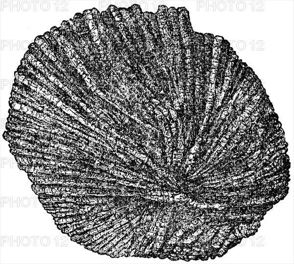 Structure of the meteorite, chondrule section.