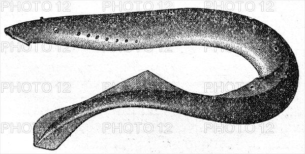 Lamprey.