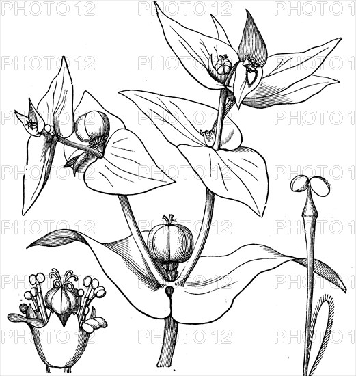 Euphorbia.