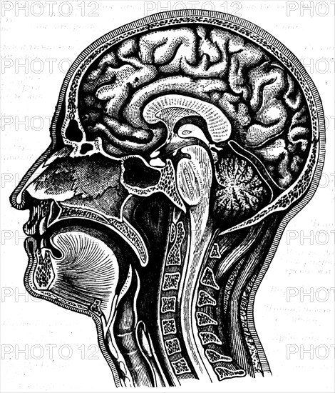 Cerebrum.