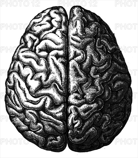 Cerebrum.