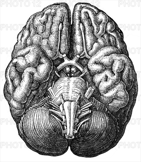 Cerebrum.