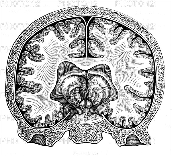 Cerebrum.