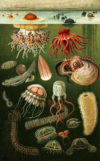 Marine fauna.