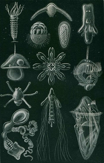 Marine larvae.