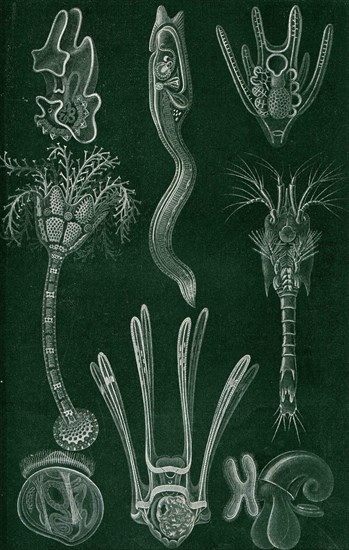 Marine larvae.