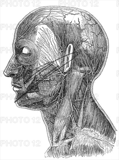Superficial nerves of head and neck.