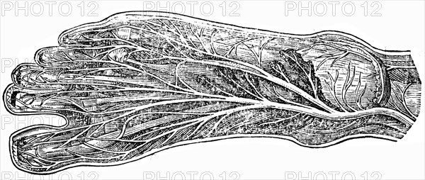 Nerves of the foot.