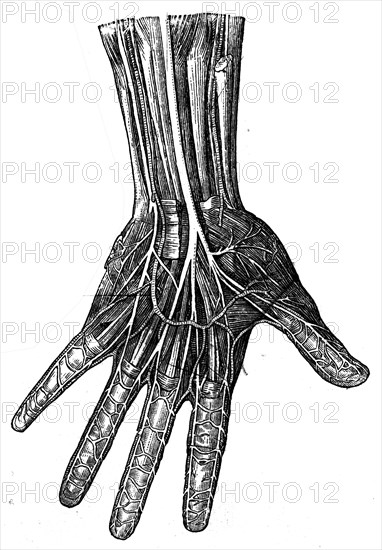 Nerves of the palm.