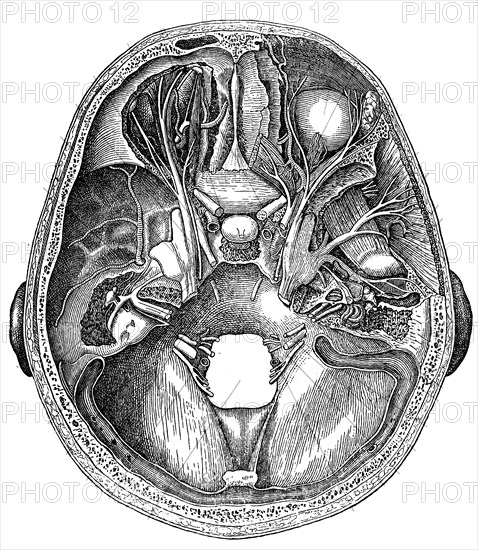 Nerves of the skull base.
