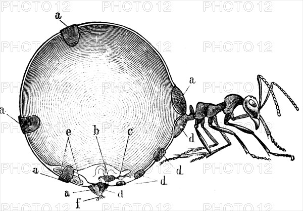 Feeding honey ant.