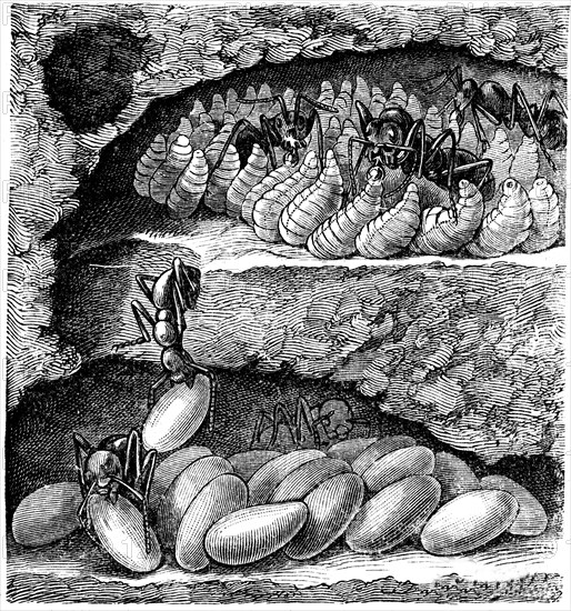 Individual ant nest chamber, at the top of the larvae are feeding.