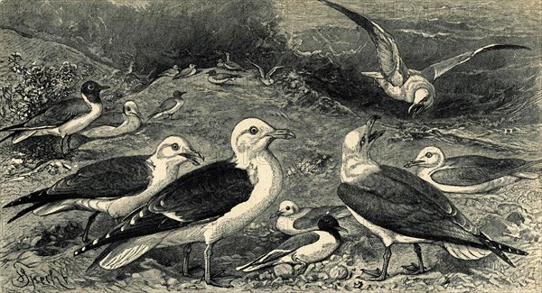 Old engraving of seagulls.