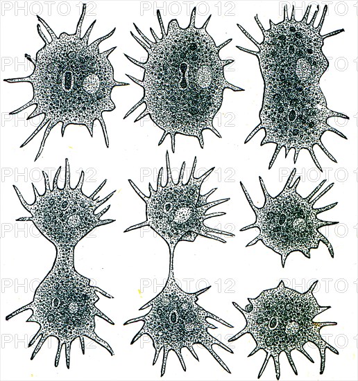 Amoeba in six stages of division, a dark spot is core.