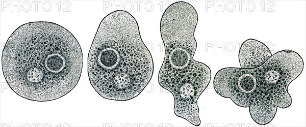 Amoeba in the four stages of change in shape.