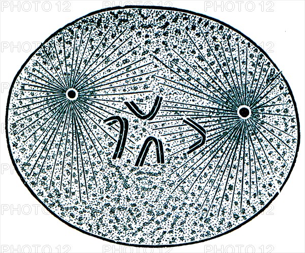 Beginning of cell division.