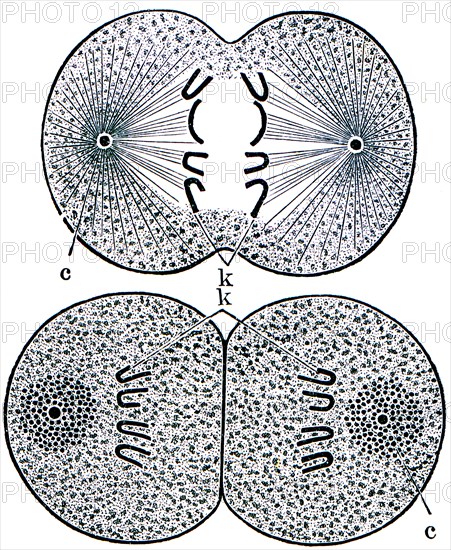 Cell division.