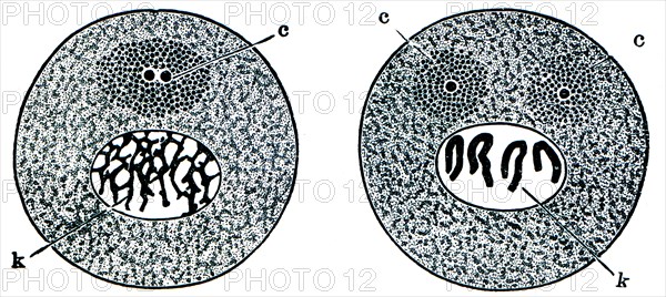 Changes in the cells prior to division.