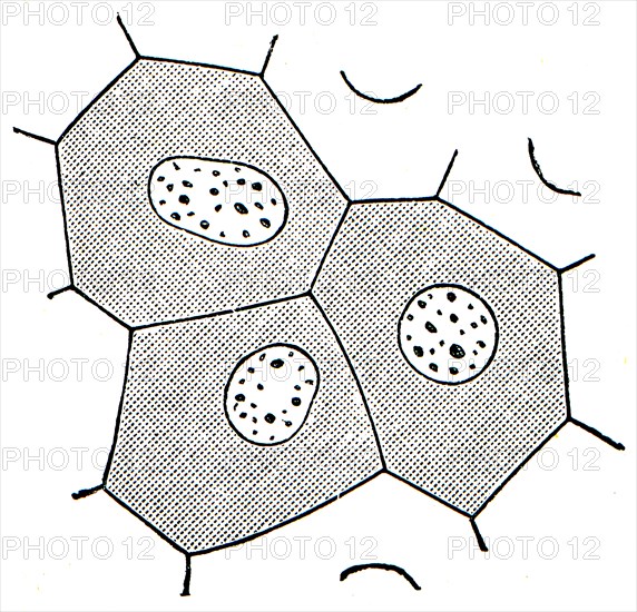 Epithelial cells in the skin of frogs.