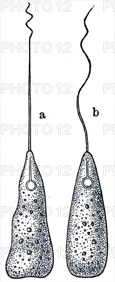 Peranema - flagellate infusoria at slow and fast movements.