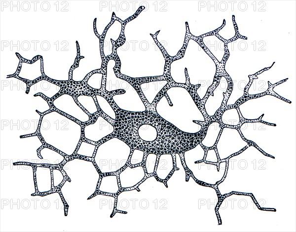 Pigment cells, light circle is the core.