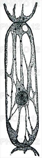 Plant cell vacuoles with the cell sap of Tradescantia stamen.