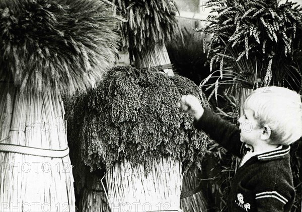 A little boy is considering sheaves of cereal crops in the agricultural exhibition.