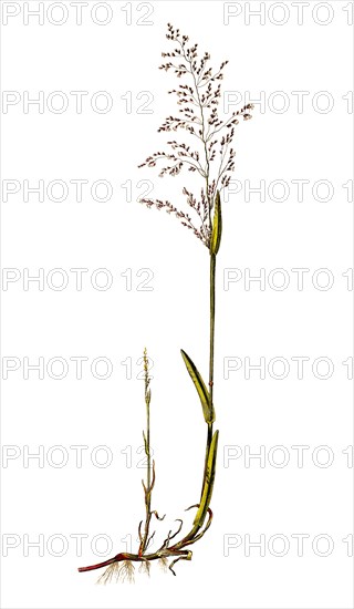 Spring grass (Catabrosa aquatica) is a species of the sweet grass plant family / Catabrosa aquatica