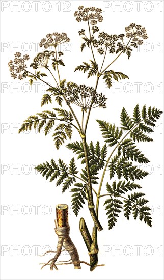 Spotted hemlock