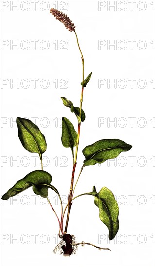 snake knotweed