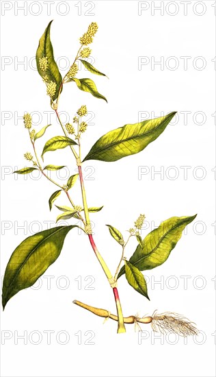 Pennsylvania Knotweed