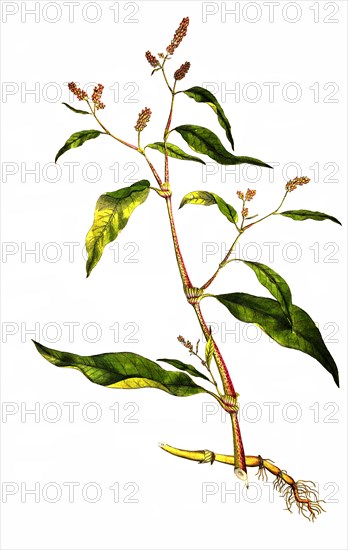 Polygonum pensylvanicum var caule maculato