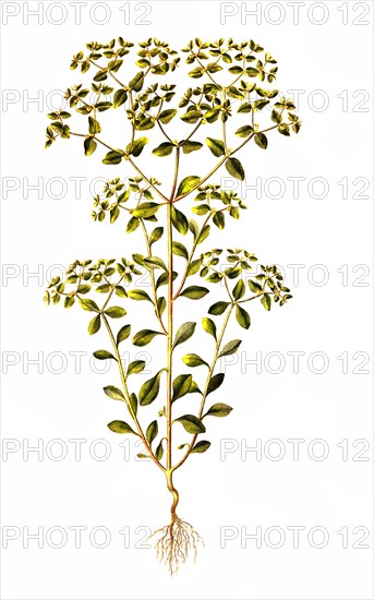 The Garden Spurge