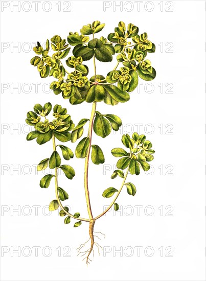 Midsummer Spurge