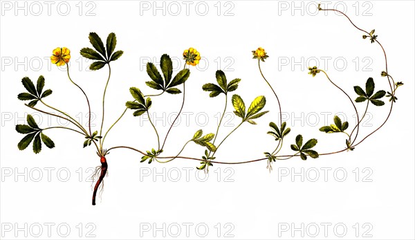 Creeping cinquefoil