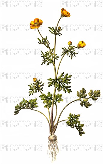 Bulbous Ranunculus