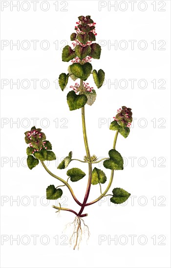 Purple Deadnettle