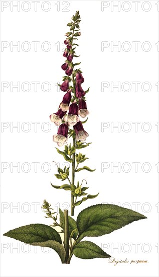 Red Foxglove