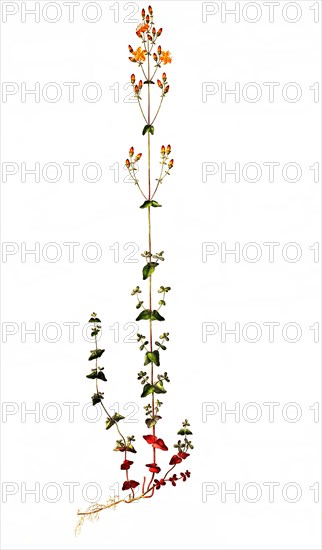 Beautiful St. John's wort