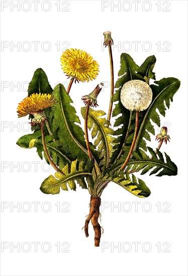 Common dandelion