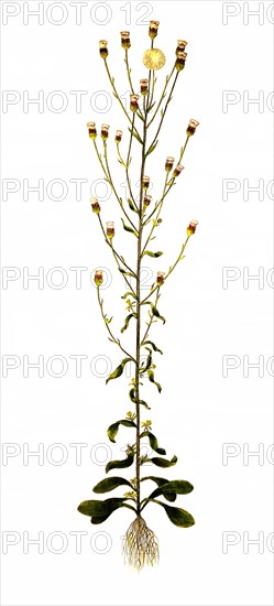 Sharp fleabane or real fleabane