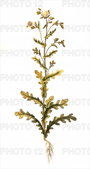 Common groundsel