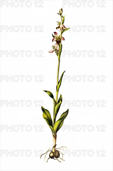 Bee Orchid