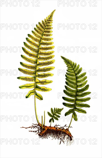 Common Polypody