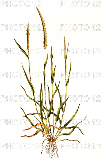 field foxtail grass
