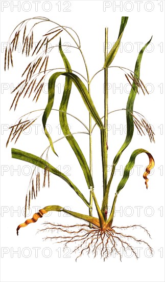 Bromus hirsutus