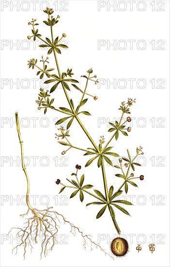 burdock bedstraw