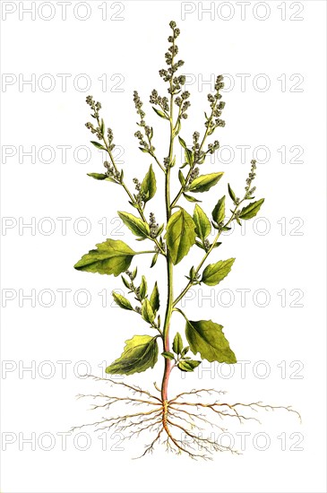 White Goosefoot