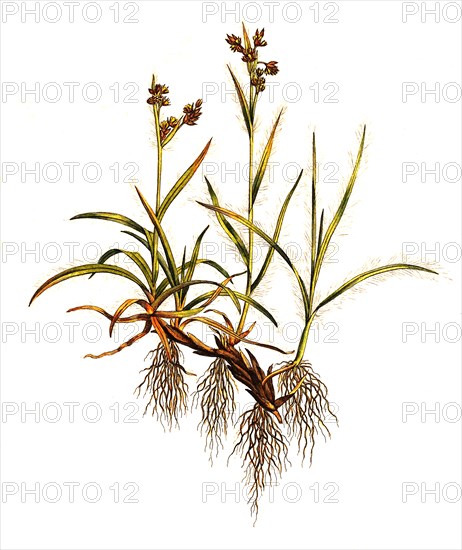 Juncus campestris